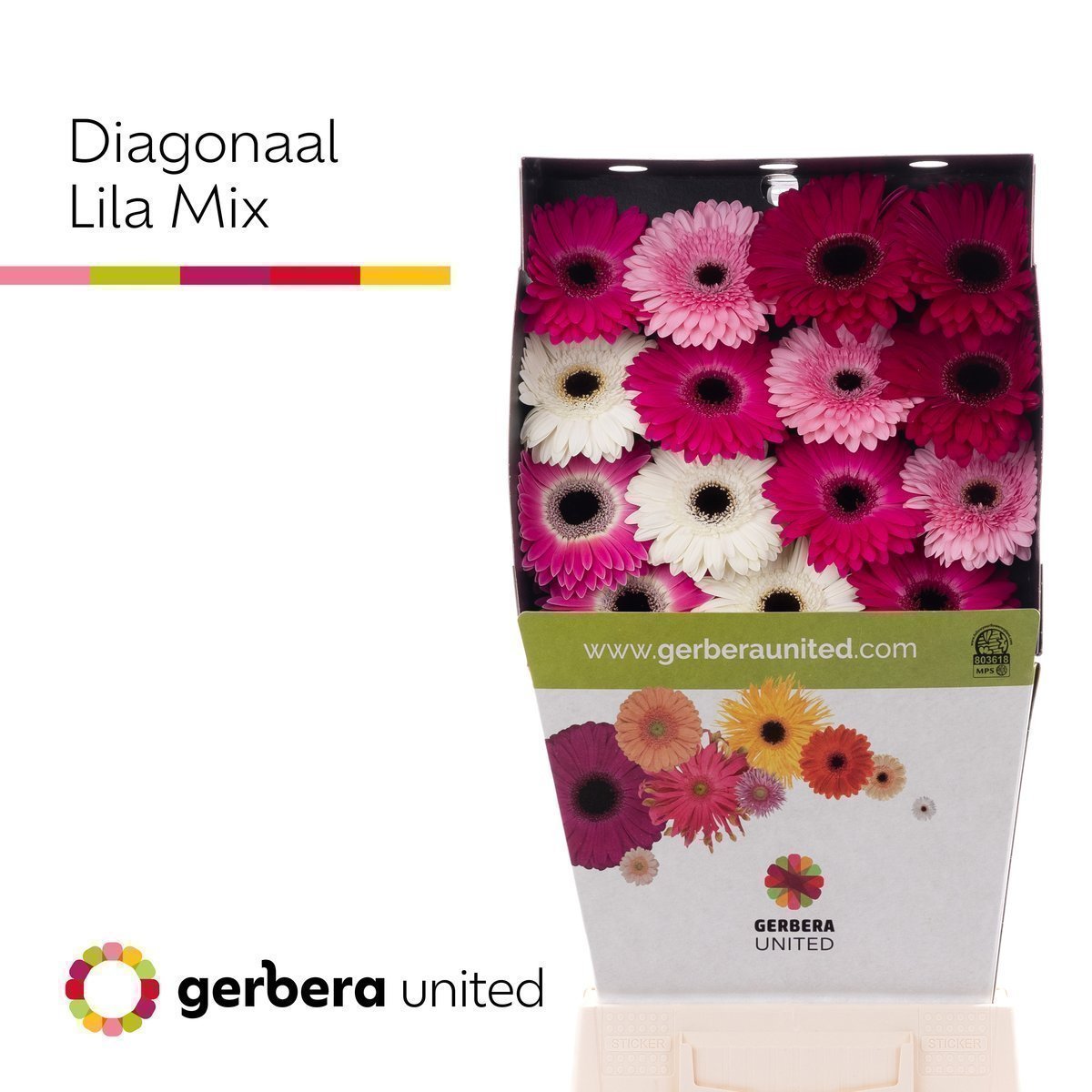 Срезанные цветы оптом Gerbera diamond mix pink от 15шт из Голландии с доставкой по России