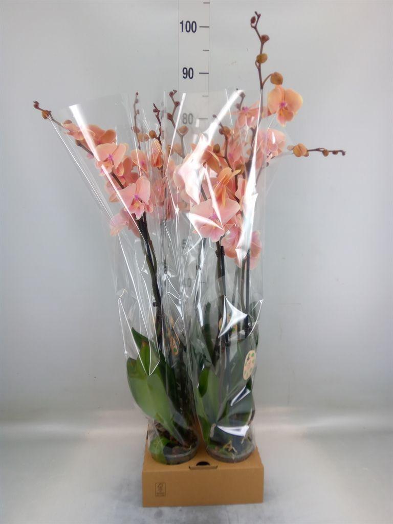 Горшечные цветы и растения оптом Phalaenopsis   ... от 4шт из Голландии с доставкой по России