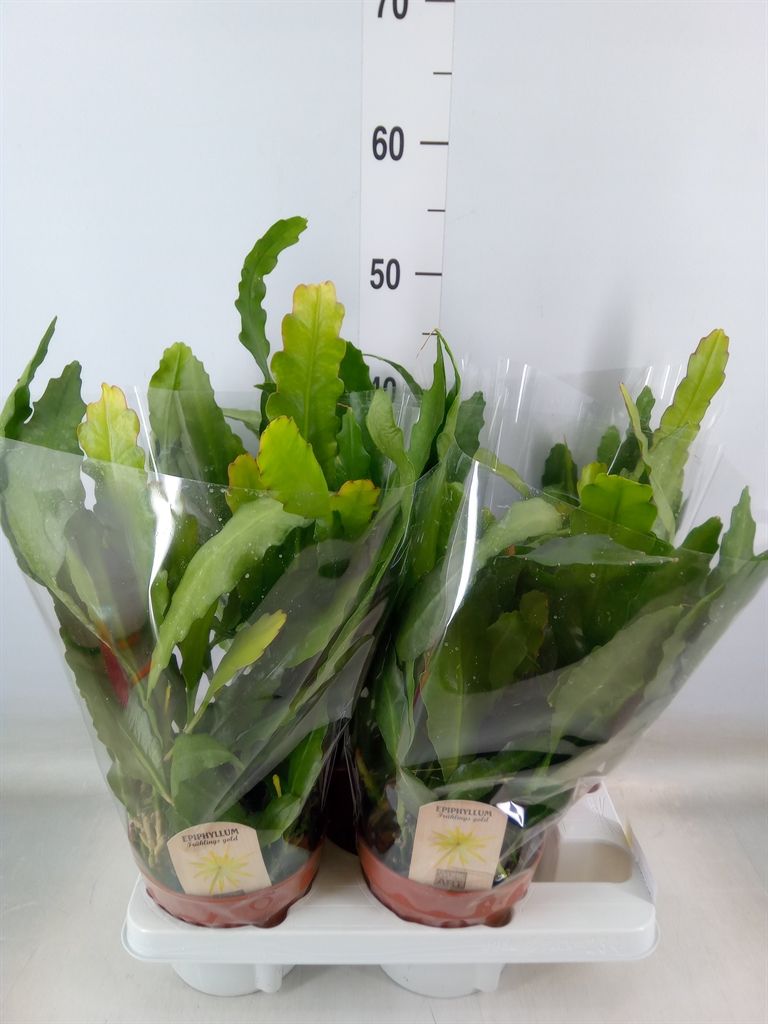 Горшечные цветы и растения оптом Epiphyllum   ... от 4шт из Голландии с доставкой по России
