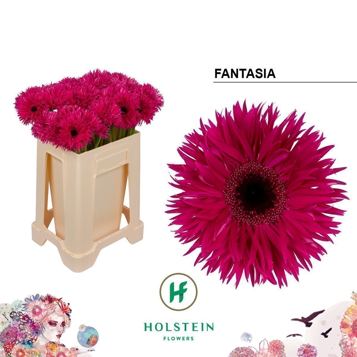 Срезанные цветы оптом Gerbera big fantasia от 40шт из Голландии с доставкой по России