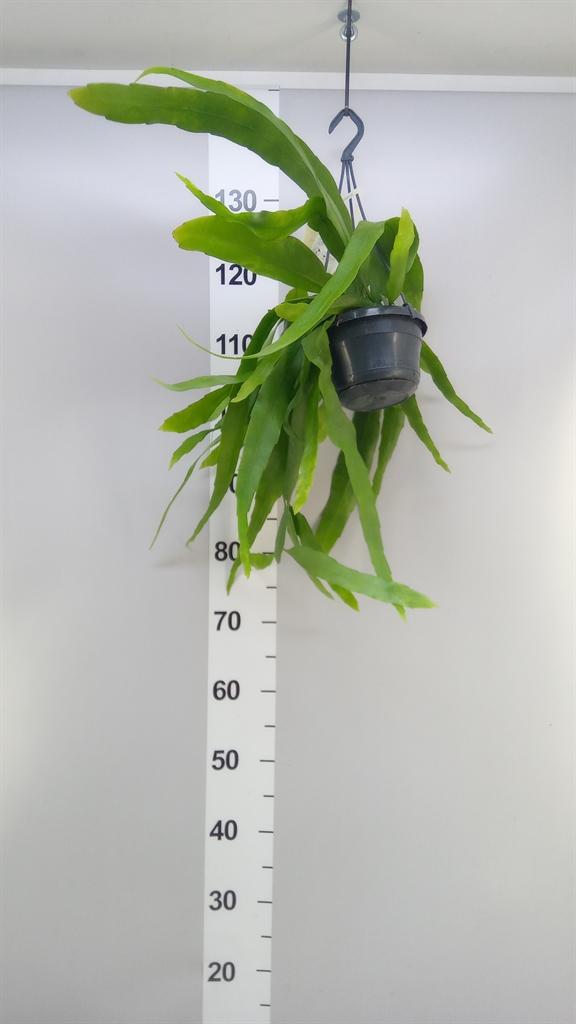 Горшечные цветы и растения оптом Epiphyllum ... A от 1шт из Голландии с доставкой по России