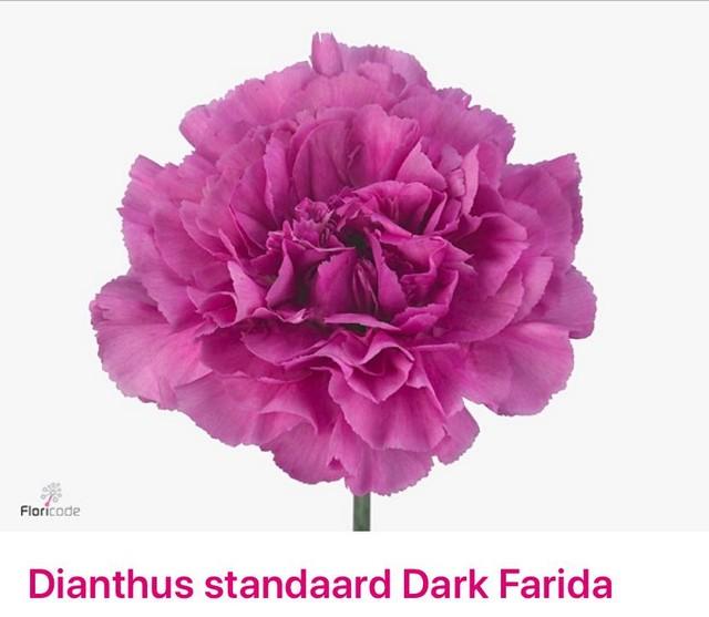 Срезанные цветы оптом Dianthus st dark farida от 80шт из Голландии с доставкой по России