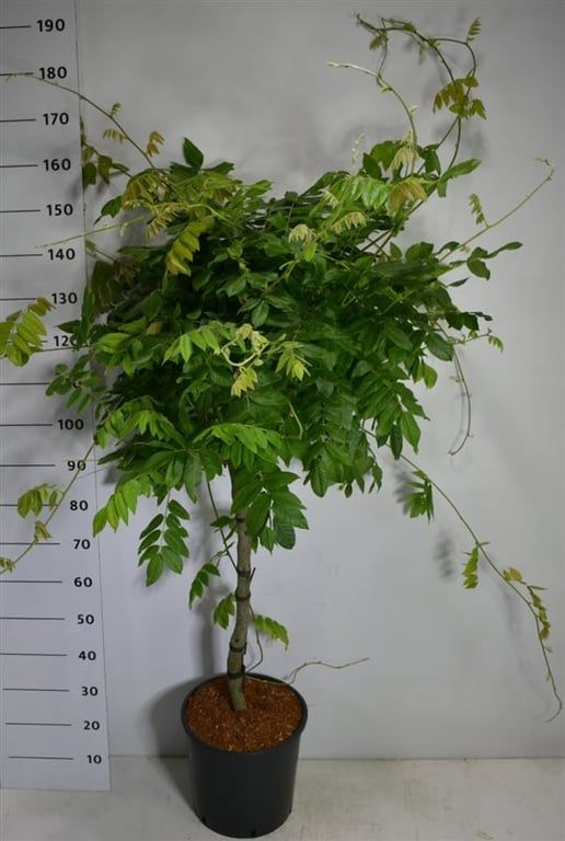 Горшечные цветы и растения оптом Wisteria Brach Yokohama Fuji On Stem от 1шт из Голландии с доставкой по России