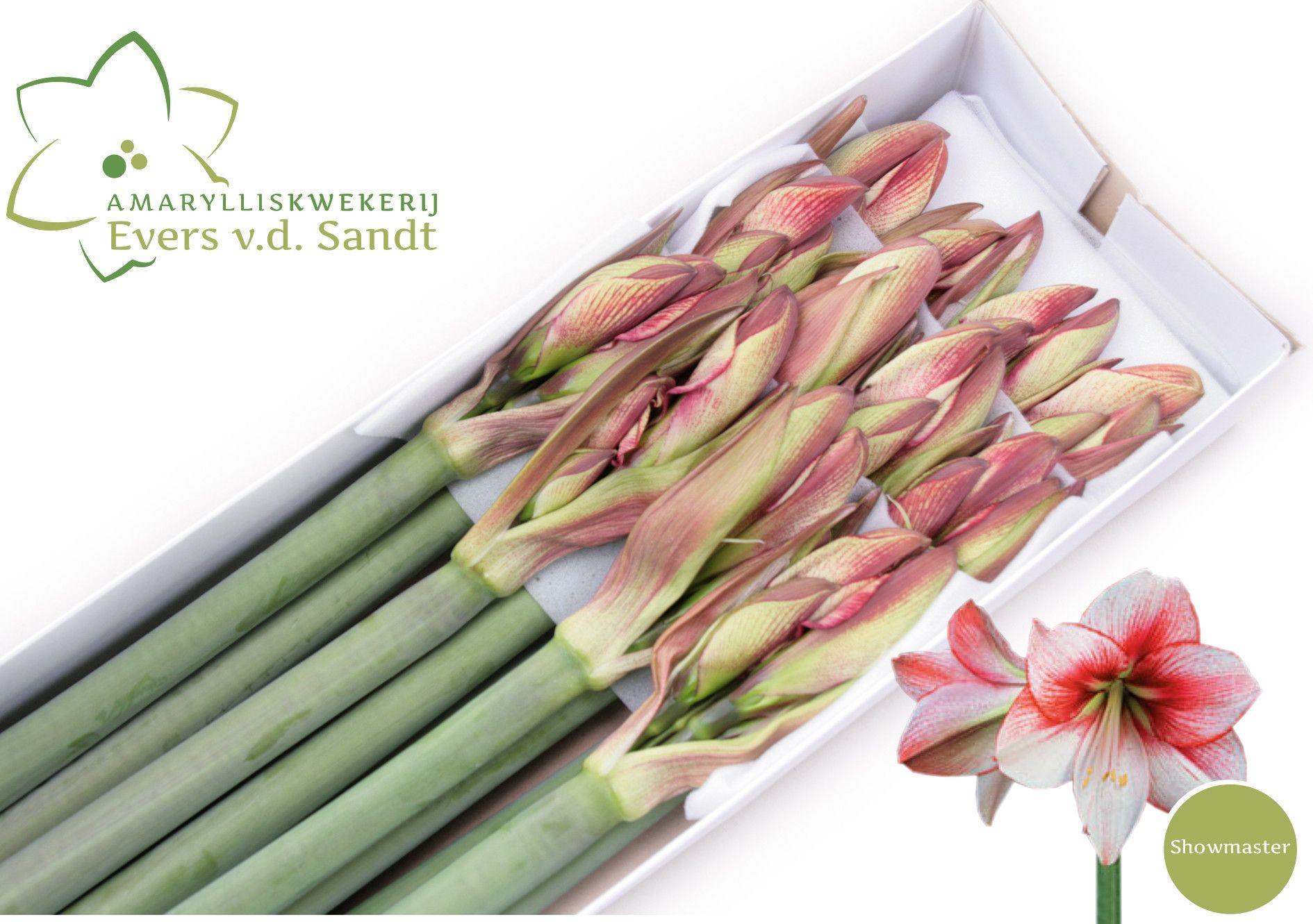 Срезанные цветы оптом Hippeastrum showmaster от 10шт из Голландии с доставкой по России