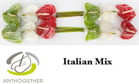 Срезанные цветы оптом Anthurium mix Italia от 12шт из Голландии с доставкой по России