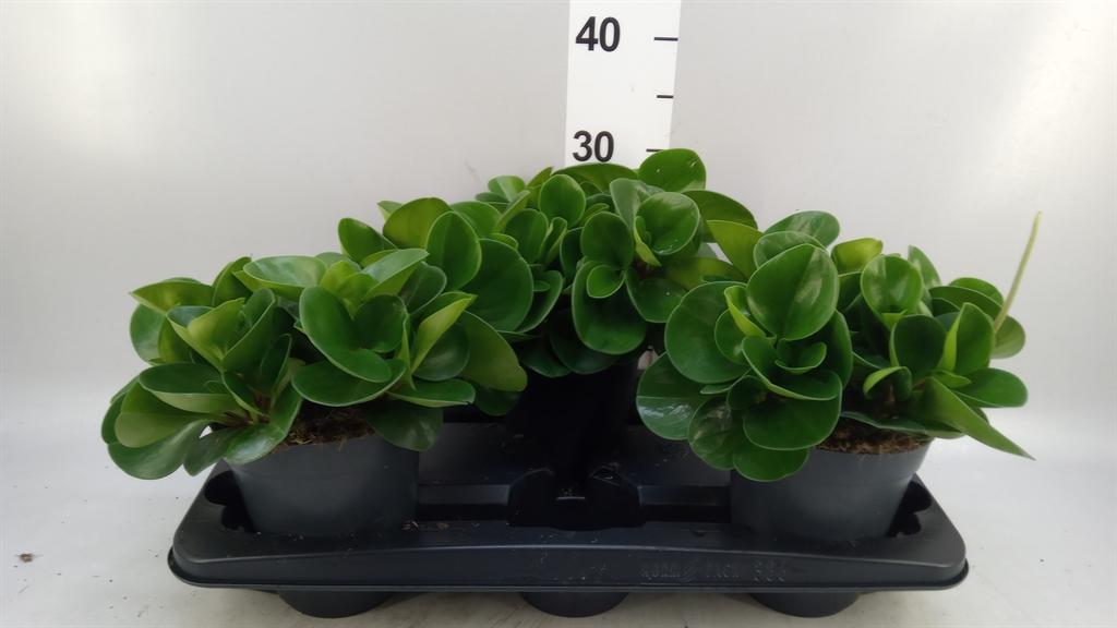 Горшечные цветы и растения оптом Peperomia Obt. green Gold A от 3шт из Голландии с доставкой по России