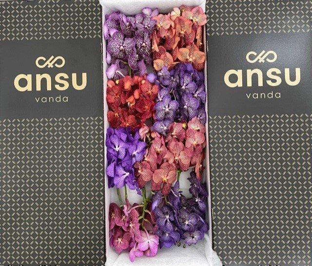 Срезанные цветы оптом Vanda mix in box per stem от 16шт из Голландии с доставкой по России