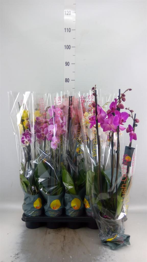 Горшечные цветы и растения оптом Phalaenopsis   ...mix  7 от 10шт из Голландии с доставкой по России