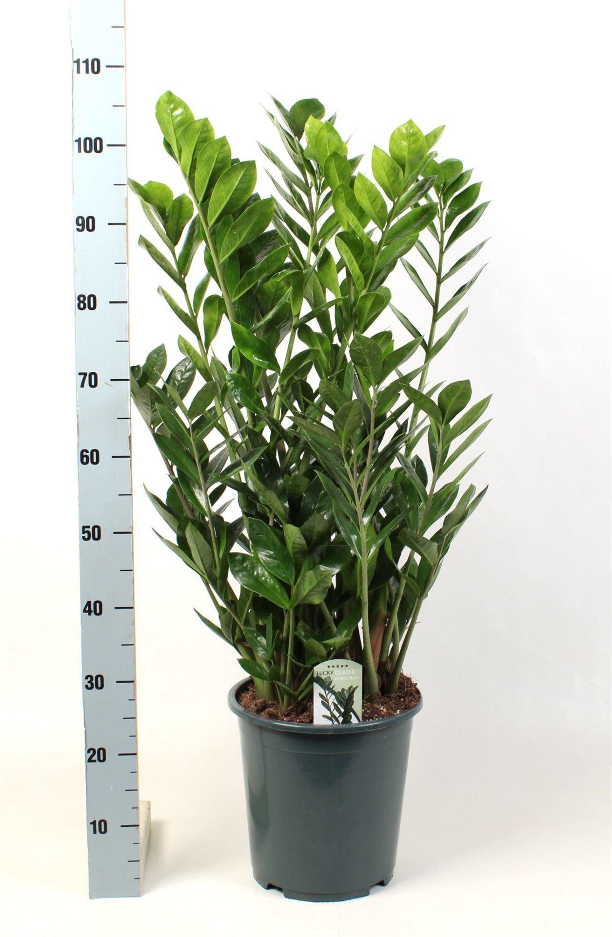 Горшечные цветы и растения оптом Zamioculcas Zamiifolia от 1шт из Голландии с доставкой по России