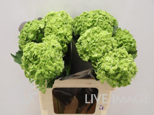 Срезанные цветы оптом Hydrangea green от 10шт из Голландии с доставкой по России
