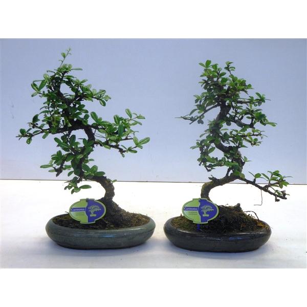 Горшечные цветы и растения оптом Bonsai Carmona Macrophylla, Without Drip от 4шт из Голландии с доставкой по России