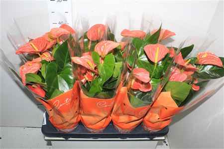Горшечные цветы и растения оптом Anthu An Pr Of Orang 5+ от 8шт из Голландии с доставкой по России