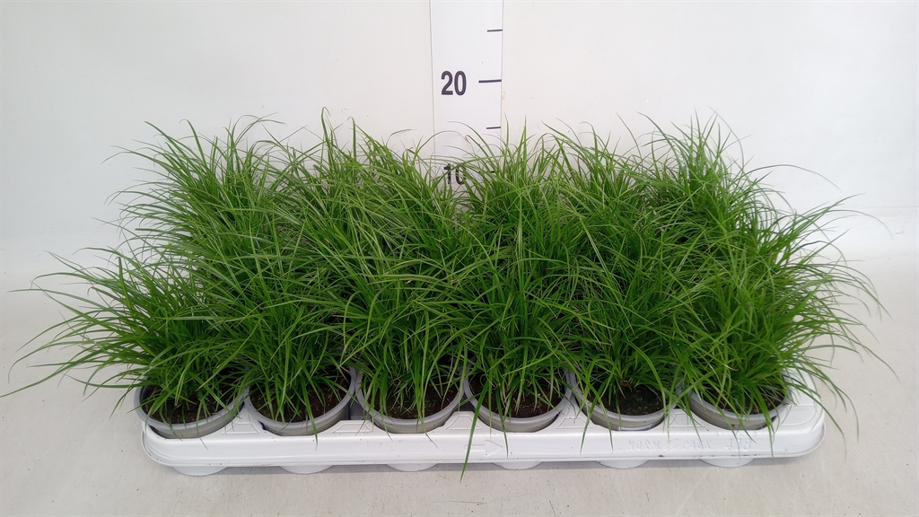 Горшечные цветы и растения оптом Carex Brunnea от 18шт (для телеги) из Голландии с доставкой по России
