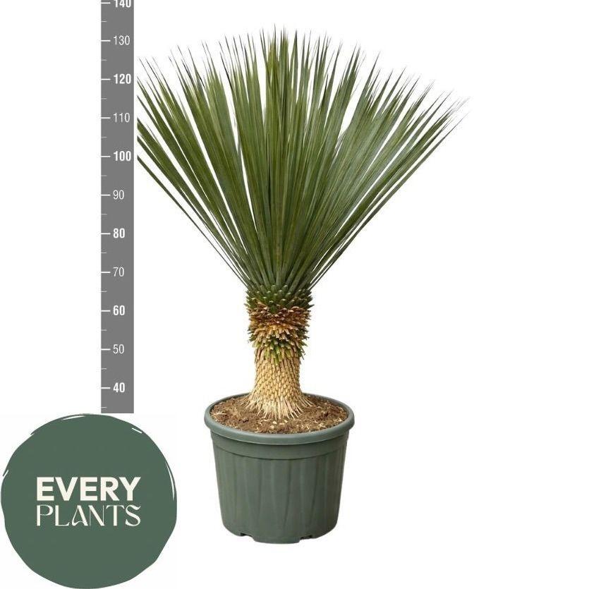 Горшечные цветы и растения оптом Yuc Rostrata от 1шт из Голландии с доставкой по России