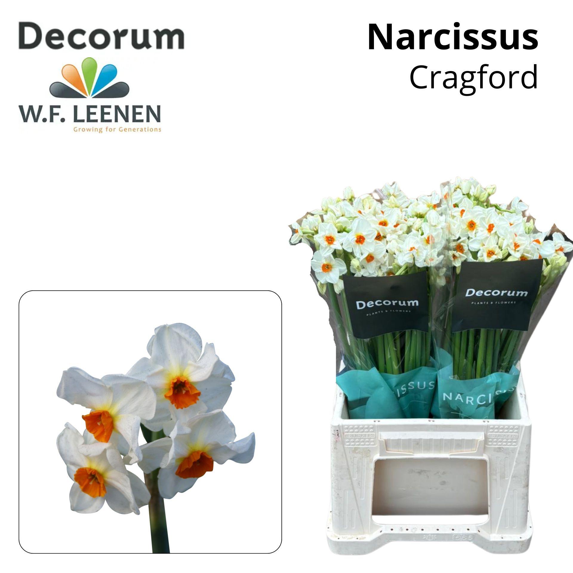 Срезанные цветы оптом Narcissus sp cragford от 100шт из Голландии с доставкой по России