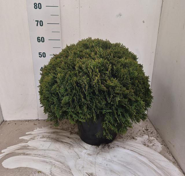 Горшечные цветы и растения оптом Thuja O Danica от 1шт из Голландии с доставкой по России