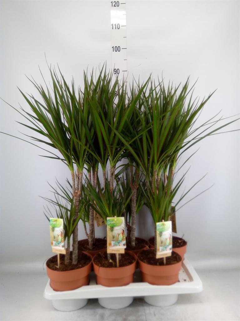Горшечные цветы и растения оптом Dracaena Marg. от 6шт из Голландии с доставкой по России