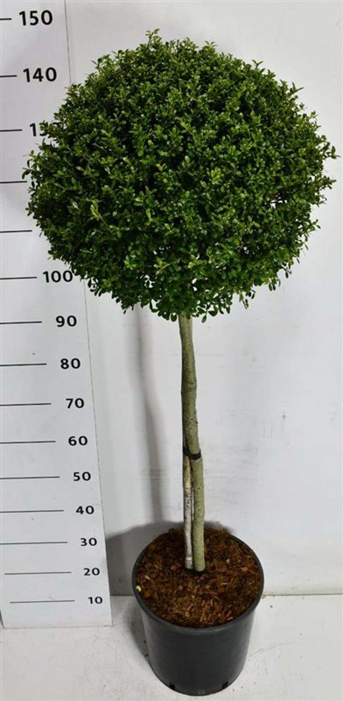 Горшечные цветы и растения оптом Ilex Cren Glory Gem On Stem от 1шт из Голландии с доставкой по России