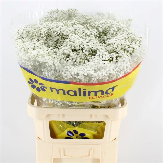 Срезанные цветы оптом Gyps million stars от 50шт из Голландии с доставкой по России