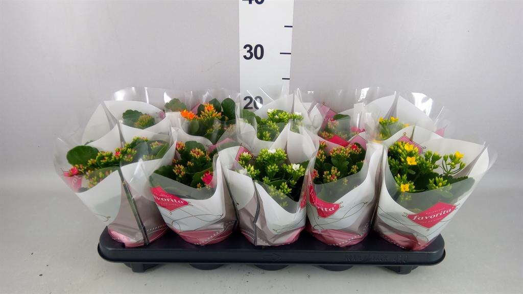 Горшечные цветы и растения оптом Kalanchoe Blos. ..mix 6 от 10шт из Голландии с доставкой по России