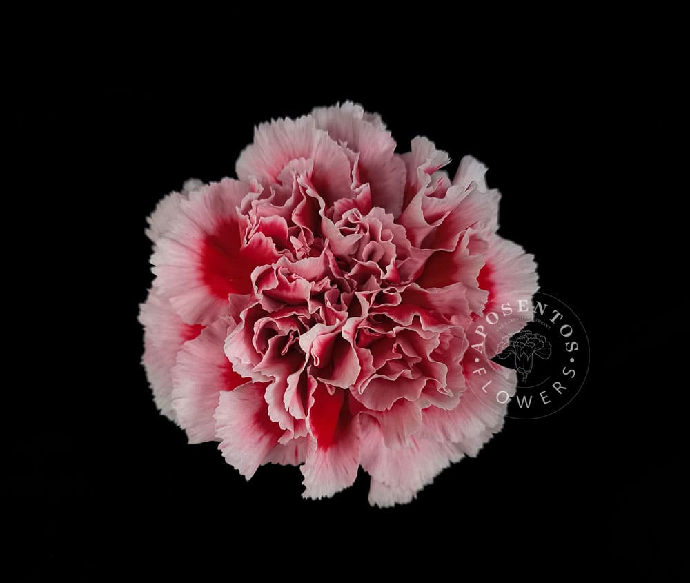 Срезанные цветы оптом Dianthus st safari от 80шт из Голландии с доставкой по России