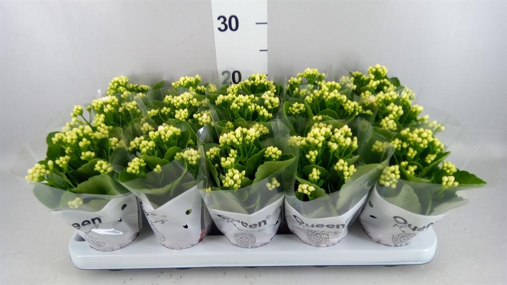 Горшечные цветы и растения оптом Kalanchoe Blos. rosflow Sia от 15шт (для телеги) из Голландии с доставкой по России
