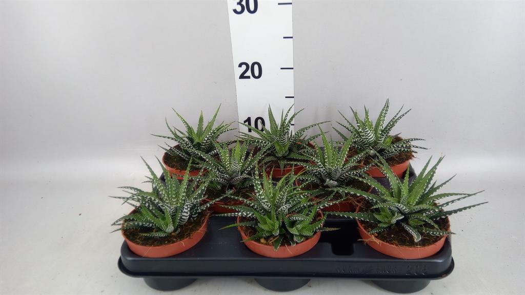 Горшечные цветы и растения оптом Haworthia Fasciata big Band от 8шт из Голландии с доставкой по России