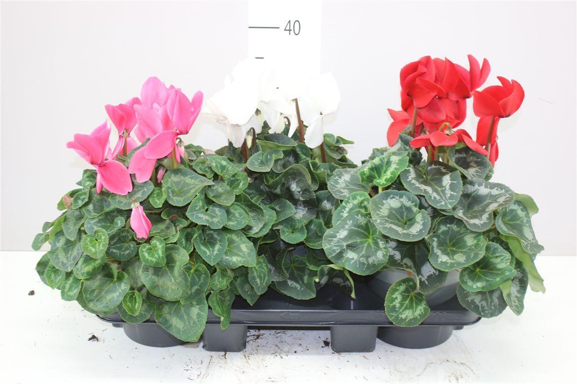 Горшечные цветы и растения оптом Cyclamen Gr Super Mammoth Gemengd от 3шт (для телеги) из Голландии с доставкой по России