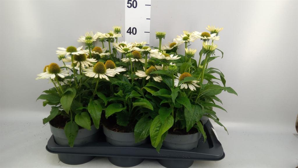 Горшечные цветы и растения оптом Echinacea Purp. sunmagic от 6шт из Голландии с доставкой по России
