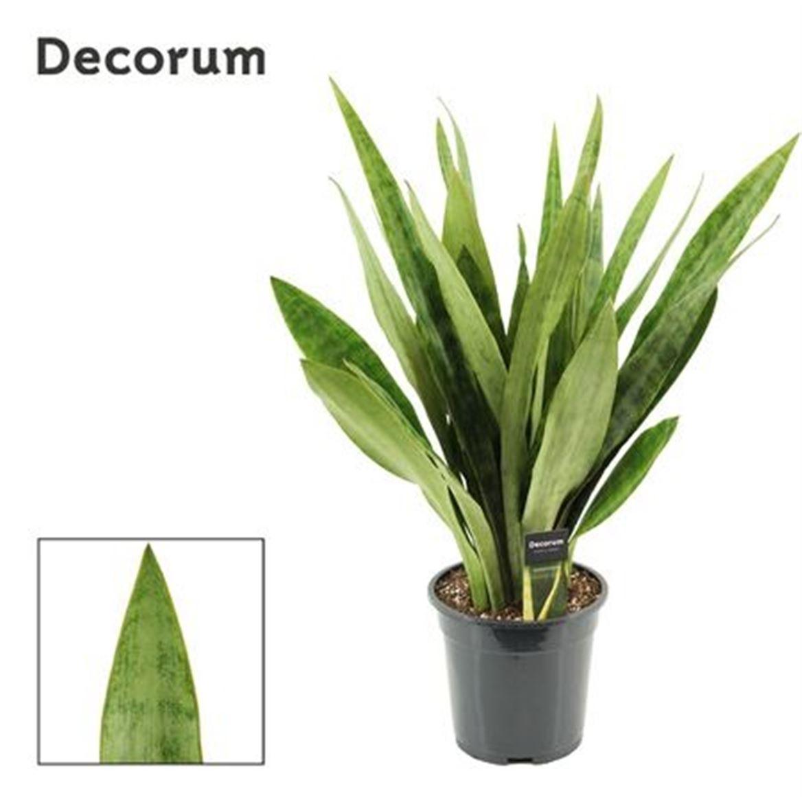 Горшечные цветы и растения оптом Sansevieria Aubrytiana 19 Cm Emma от 3шт из Голландии с доставкой по России
