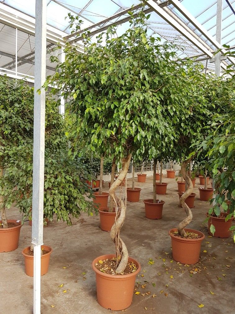 Горшечные цветы и растения оптом Ficus Be Exotica Spiral от 1шт из Голландии с доставкой по России