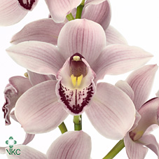 Срезанные цветы оптом Cymbidium pink california delmonte от 6шт из Голландии с доставкой по России