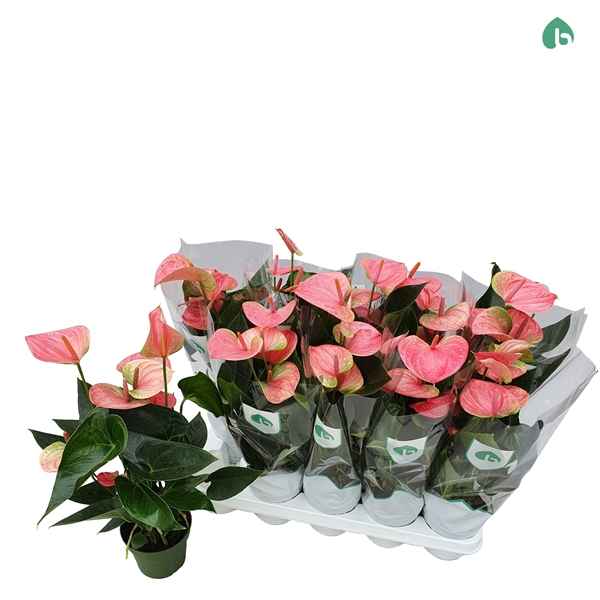 Горшечные цветы и растения оптом Anth An Sweet Dream 4+ от 10шт из Голландии с доставкой по России