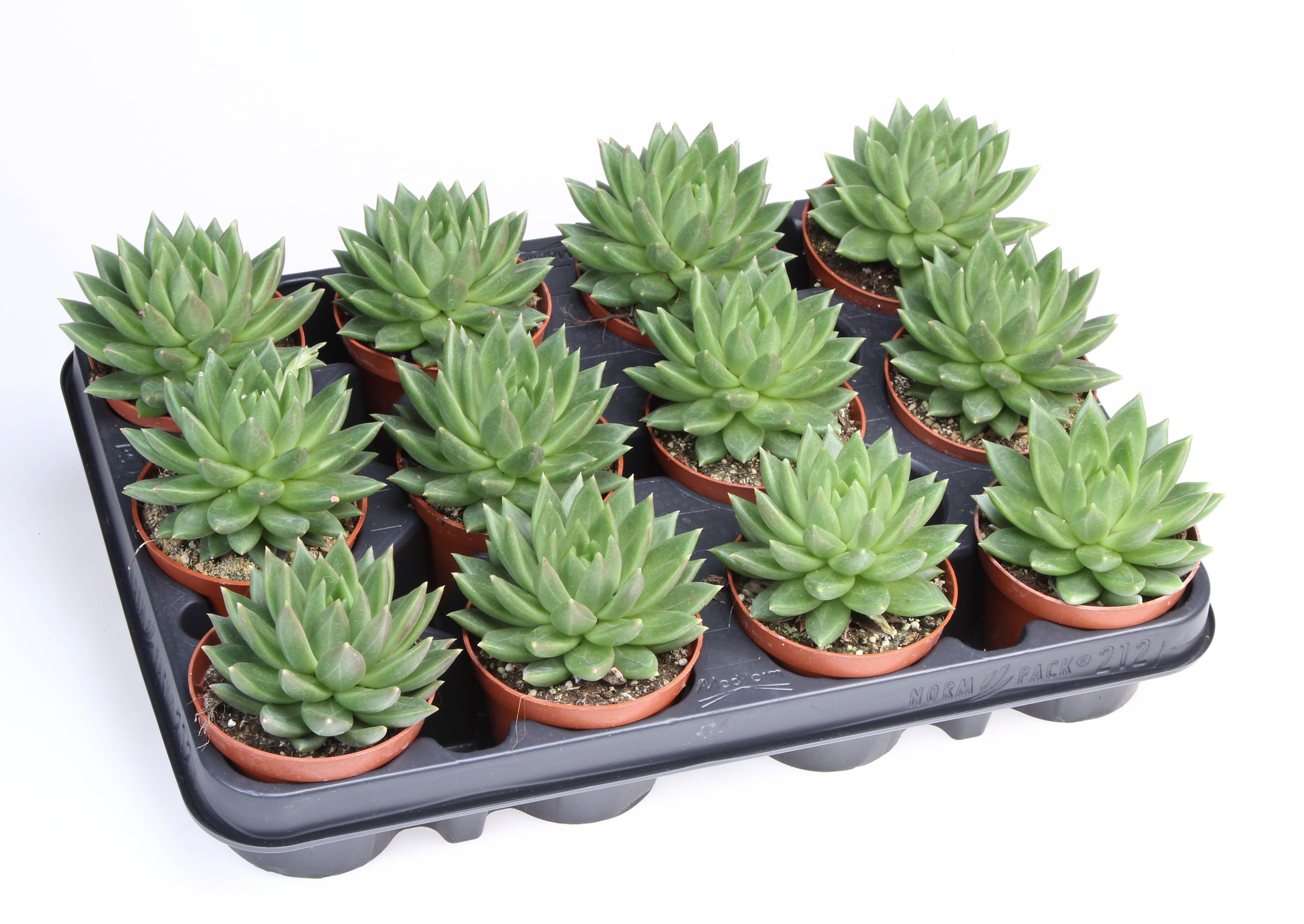 Горшечные цветы и растения оптом Echeveria Nekkar от 12шт (для телеги) из Голландии с доставкой по России