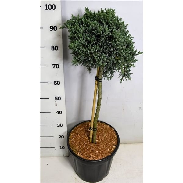 Горшечные цветы и растения оптом Juniperus Squa Tropical Blue On Stem от 1шт из Голландии с доставкой по России