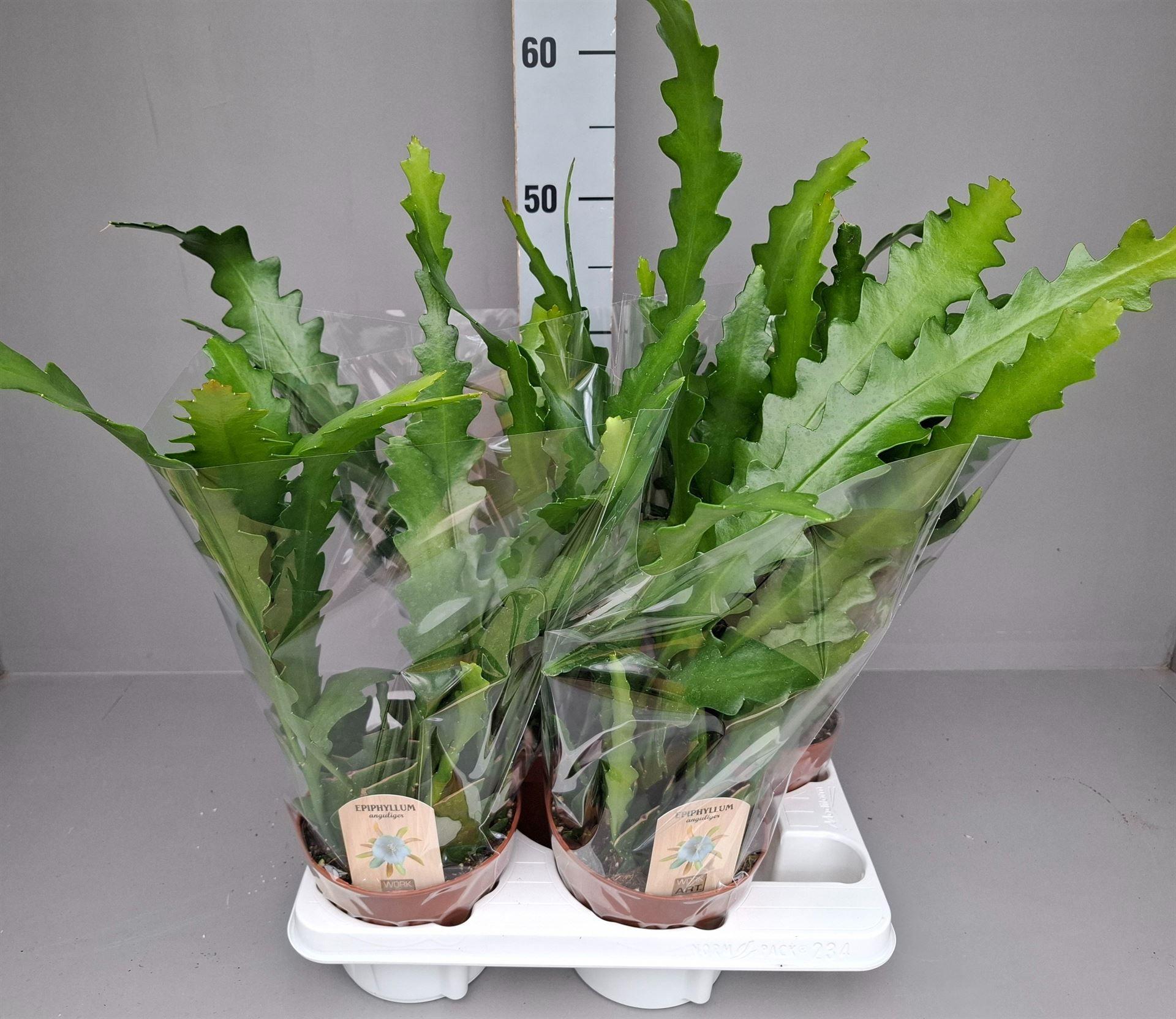 Горшечные цветы и растения оптом Epiphyllum Anguliger от 4шт из Голландии с доставкой по России