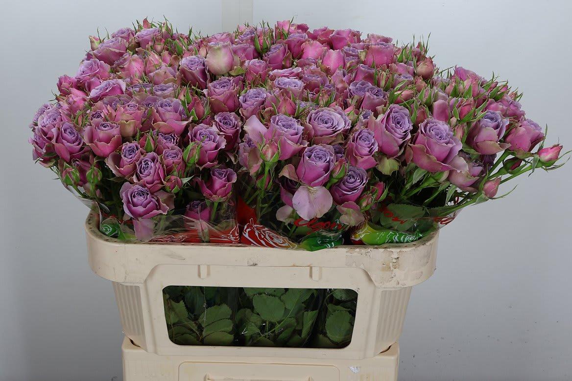 Срезанные цветы оптом Rosa spray purple sky от 40шт из Голландии с доставкой по России
