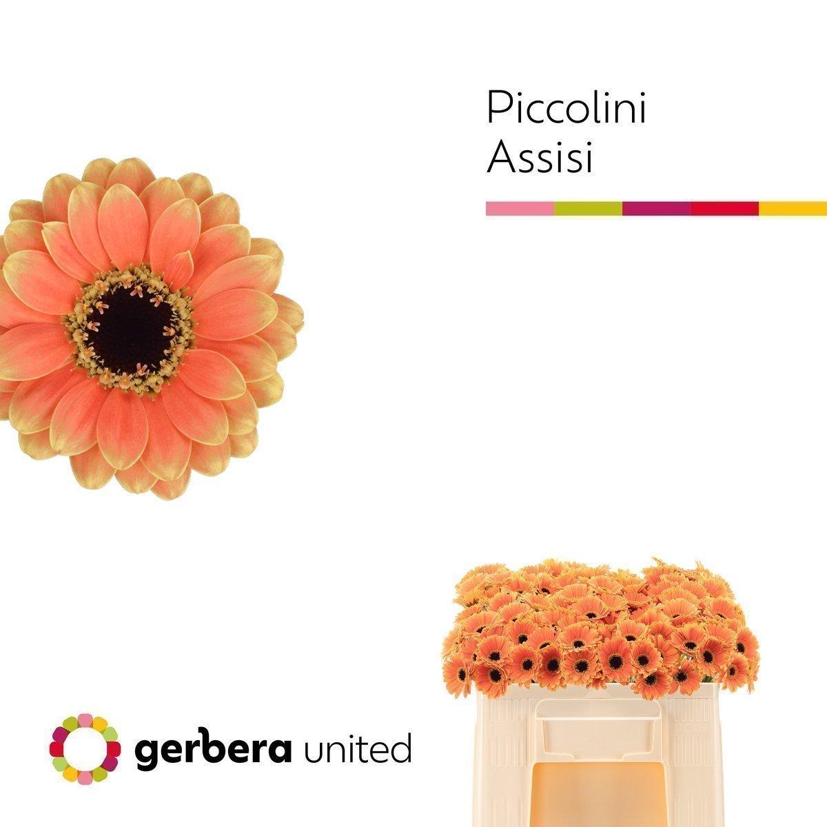 Срезанные цветы оптом Germini picollini assisi от 120шт из Голландии с доставкой по России