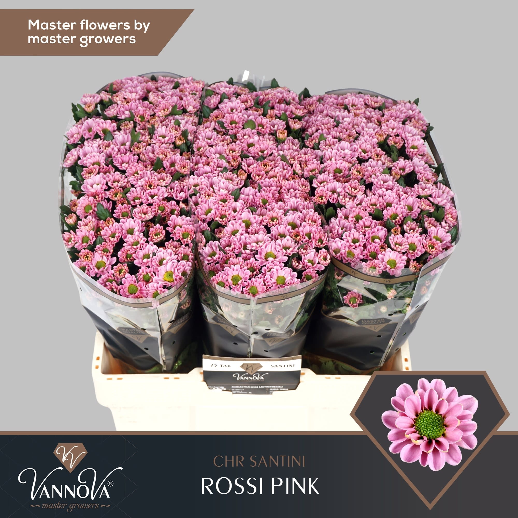 Срезанные цветы оптом Chrys sa rossi pink от 225шт. из Голландии с доставкой по России