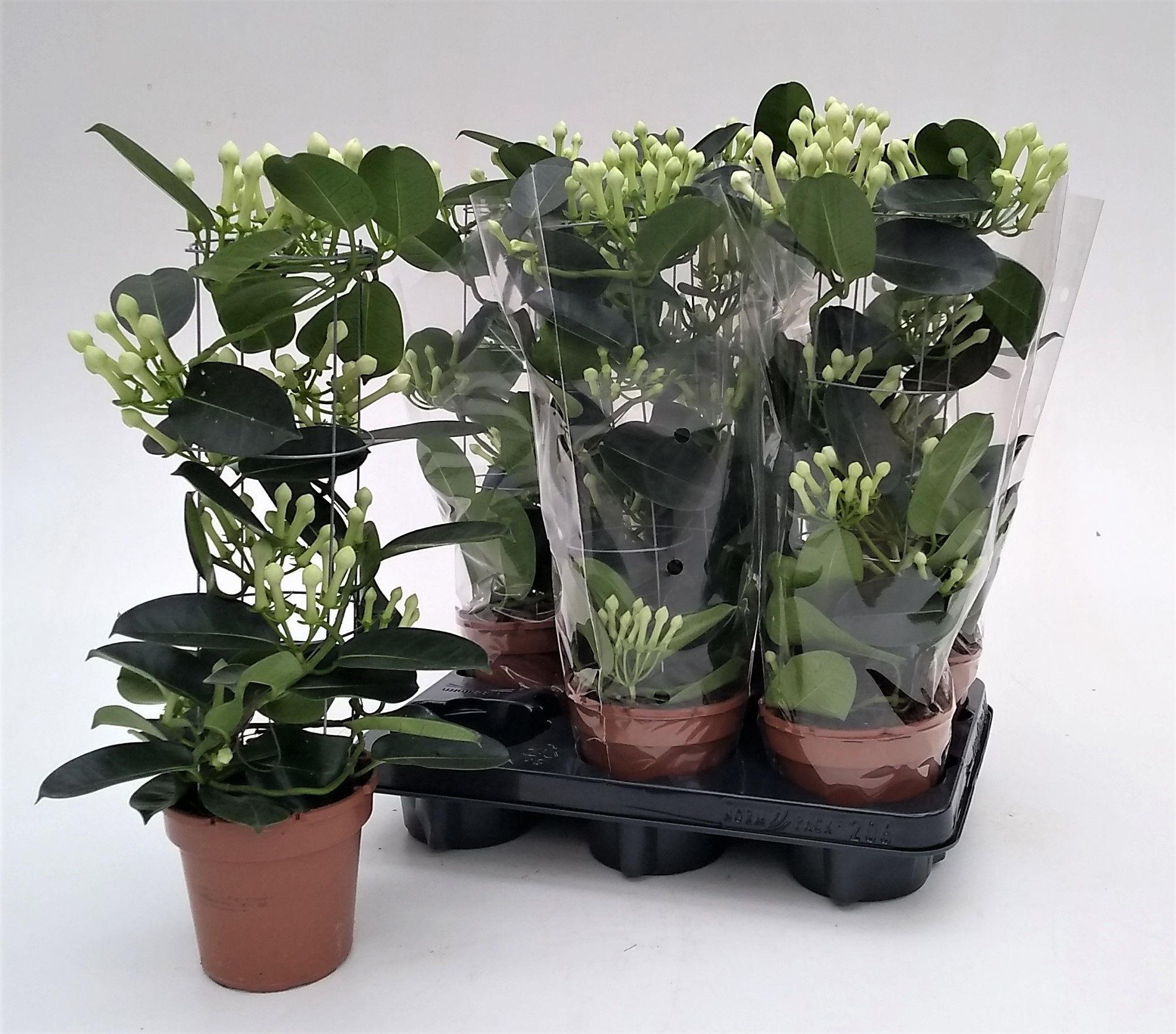 Горшечные цветы и растения оптом Steph Fl Ov от 6шт' из Голландии с доставкой по России