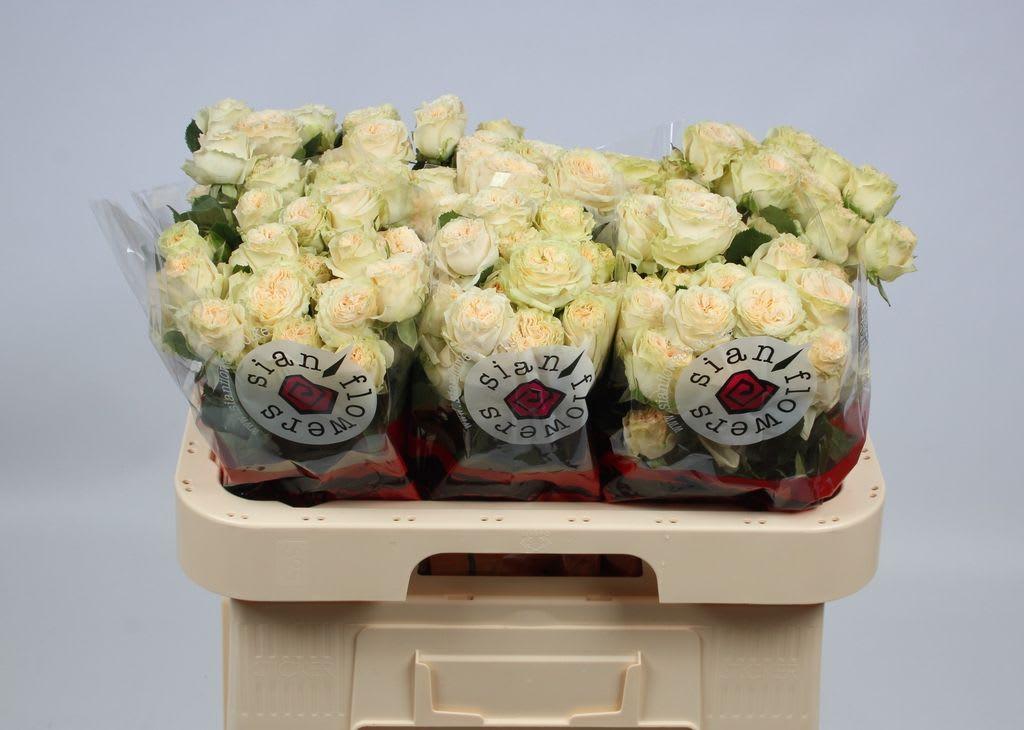 Срезанные цветы оптом Rosa spray summerrose от 30шт из Голландии с доставкой по России