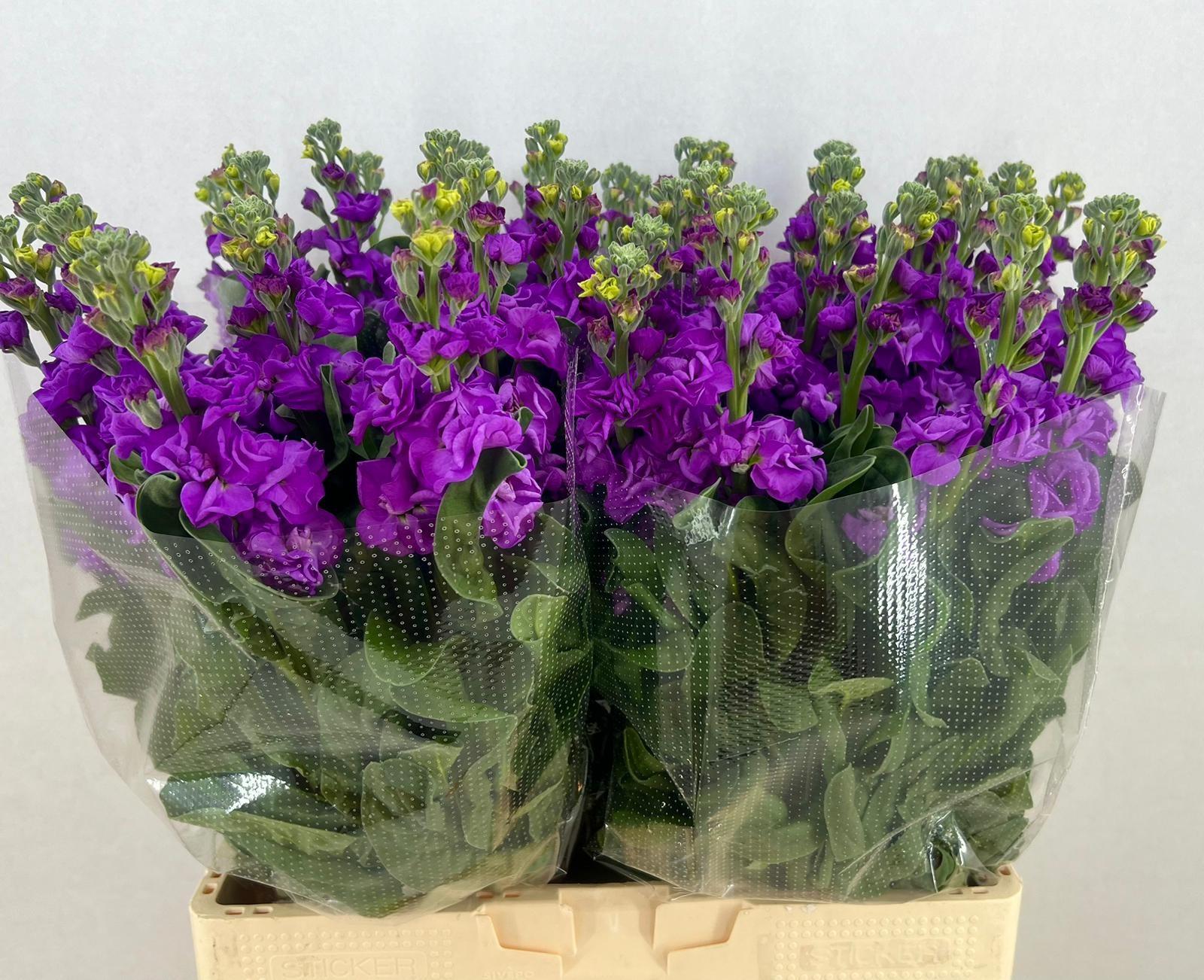 Срезанные цветы оптом Matthiola iron deep blue от 40шт из Голландии с доставкой по России