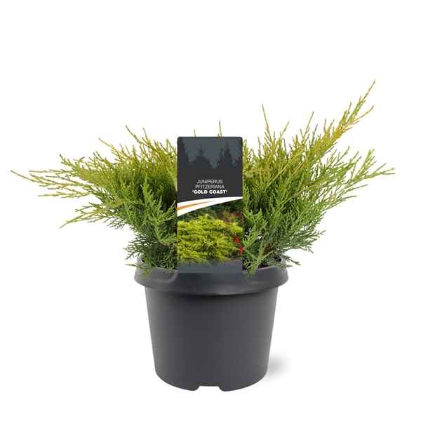 Горшечные цветы и растения оптом Juniperus Pfit Gold Coast от 1шт из Голландии с доставкой по России