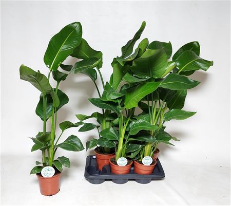 Горшечные цветы и растения оптом Strelitzia Nicolai * Spring Deal * от 6шт из Голландии с доставкой по России