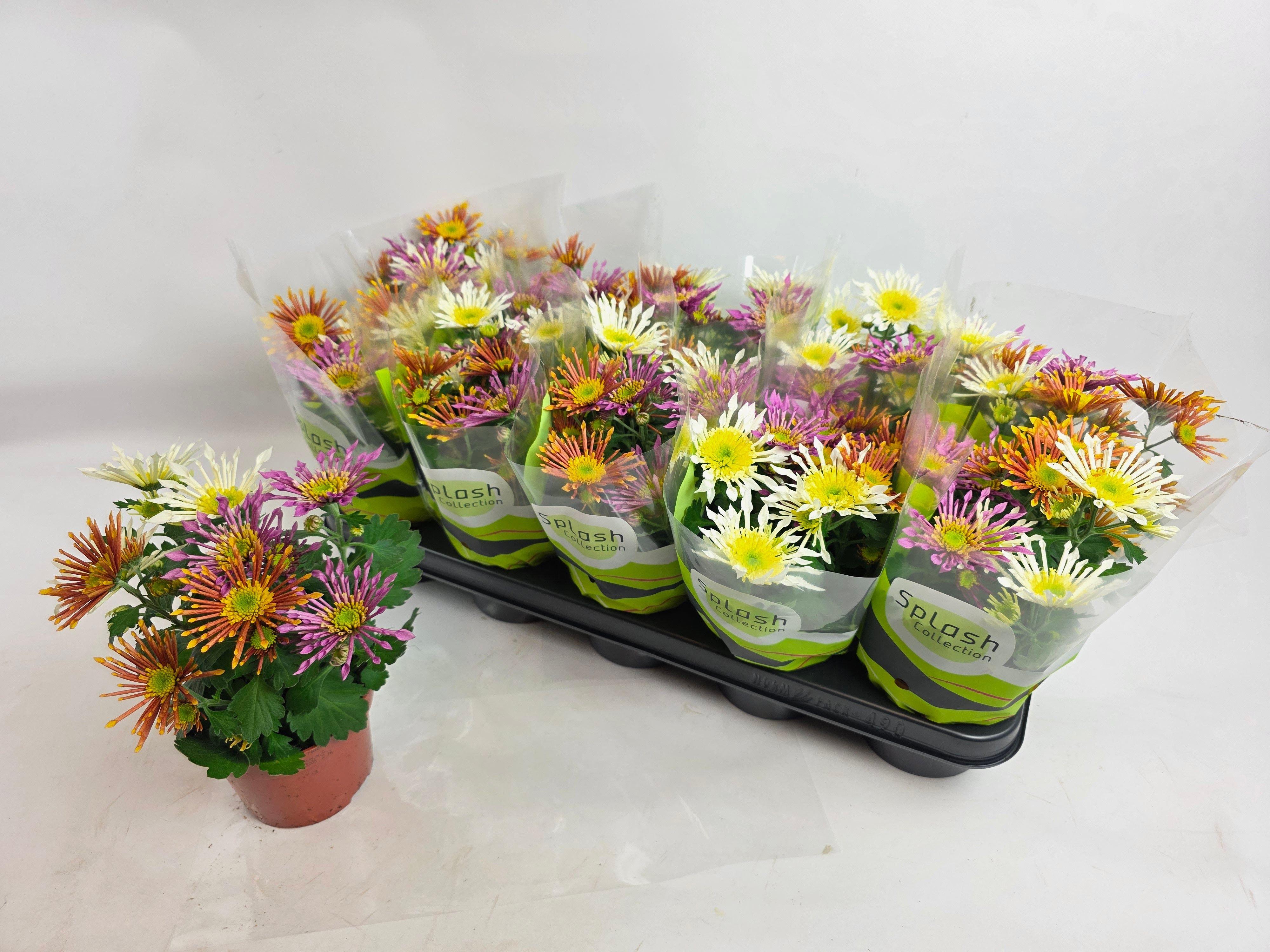 Горшечные цветы и растения оптом Chrys Spl Int Gem Pt от 10шт из Голландии с доставкой по России