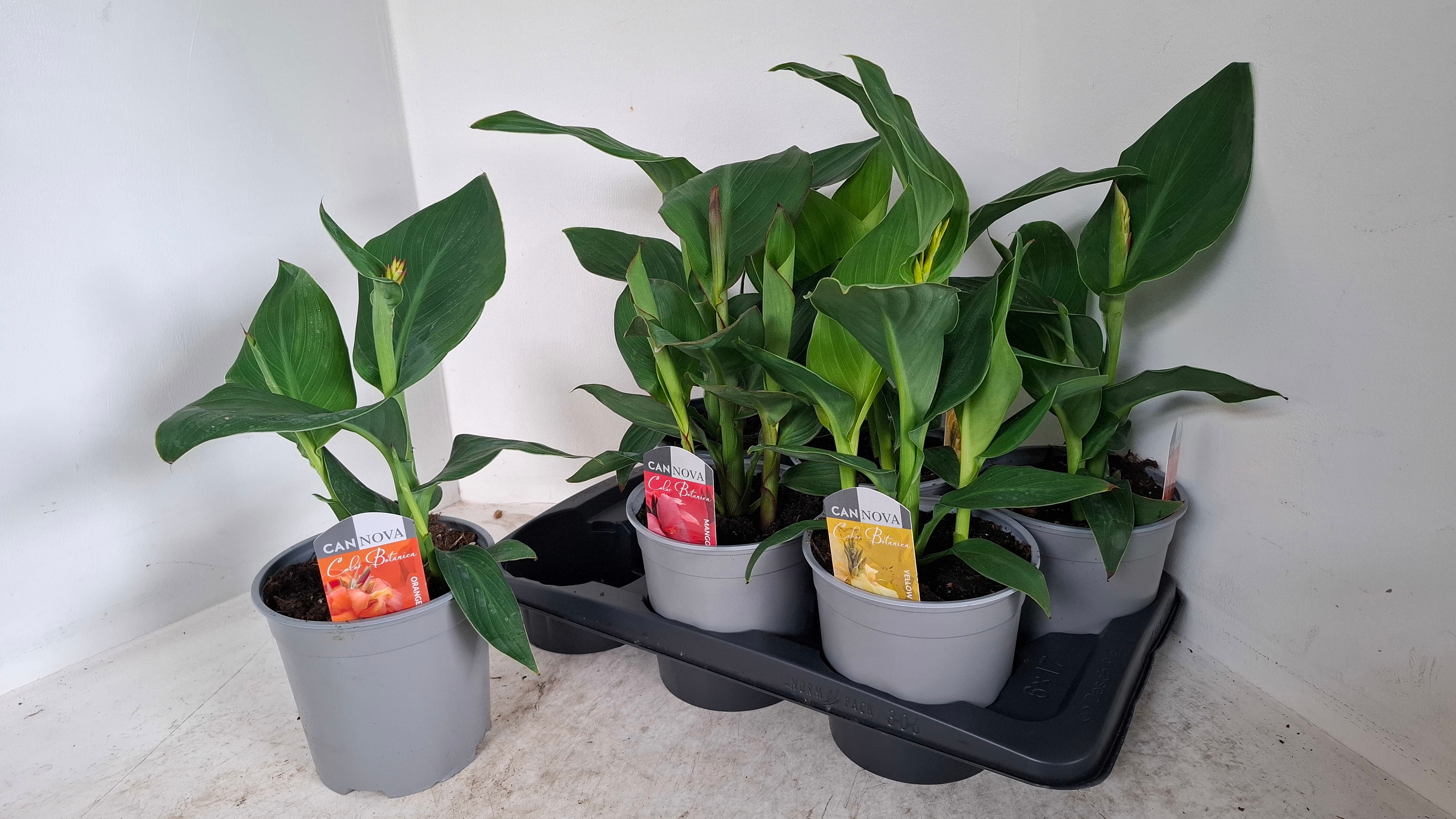 Горшечные цветы и растения оптом Canna Cannova Gem от 6шт из Голландии с доставкой по России