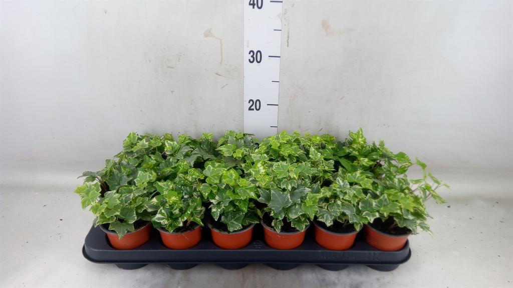 Горшечные цветы и растения оптом Hedera Harlekijn от 18шт (для телеги) из Голландии с доставкой по России