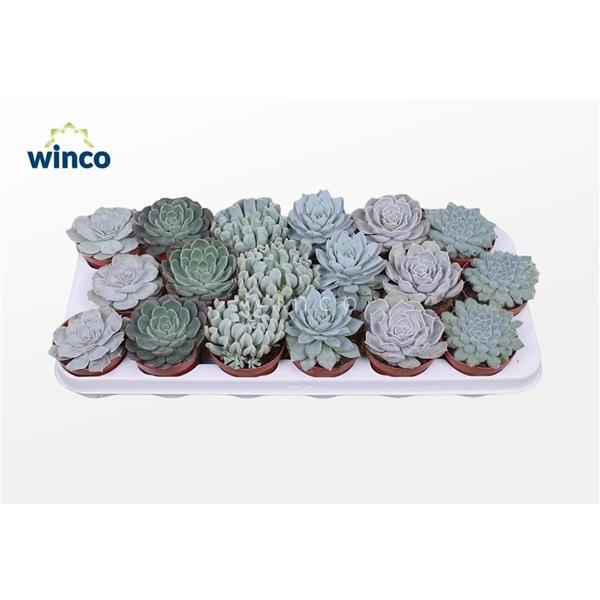 Горшечные цветы и растения оптом Echeveria Ice Mix (6 Spc.) от 18шт (для телеги) из Голландии с доставкой по России