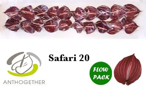 Срезанные цветы оптом Anthurium safari от 20шт. из Голландии с доставкой по России