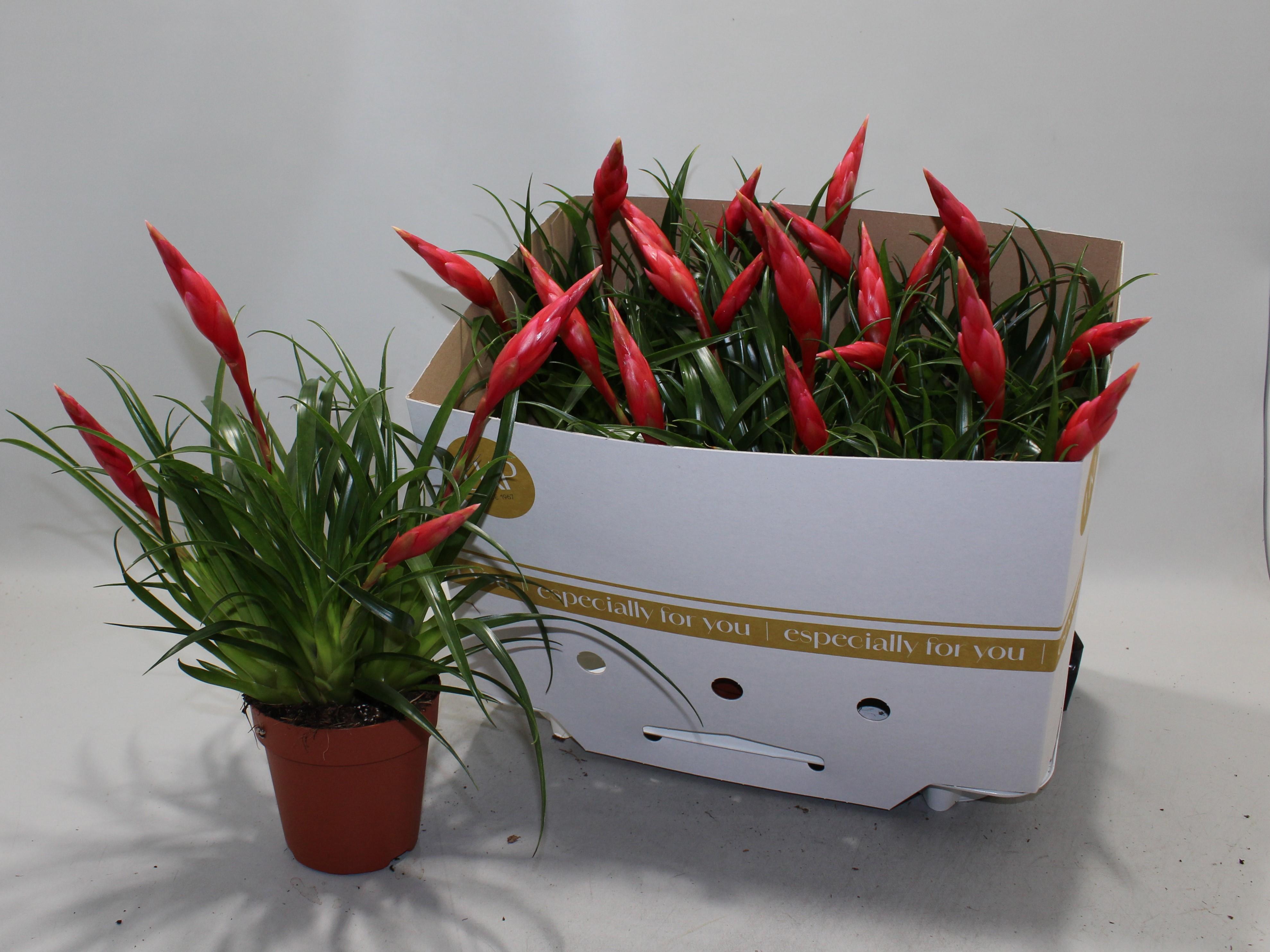 Горшечные цветы и растения оптом Vries Astrid от 6шт из Голландии с доставкой по России